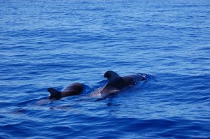 We got really close!